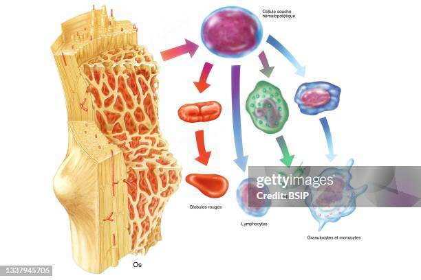 Hematopoiesis occurs in three successive cell compartments. Stem cells are pluripotent cells guaranteeing permanent production of blood cells....