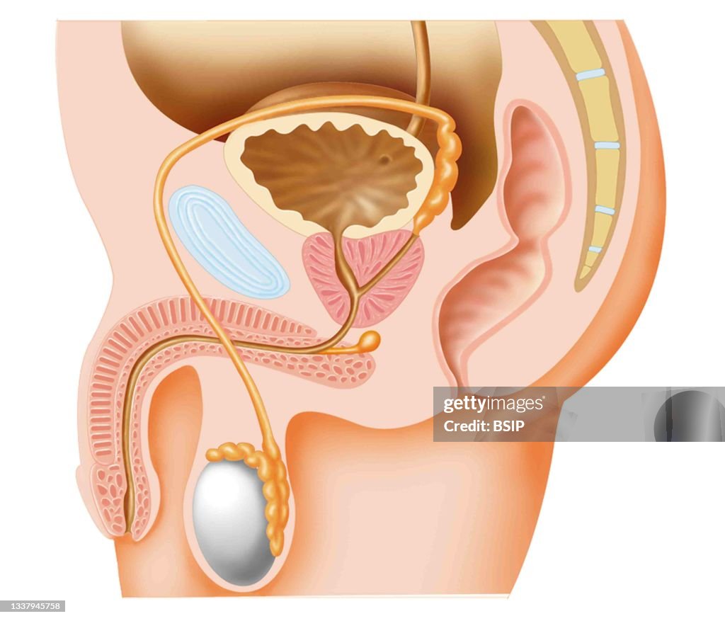 Male genital system, drawing.