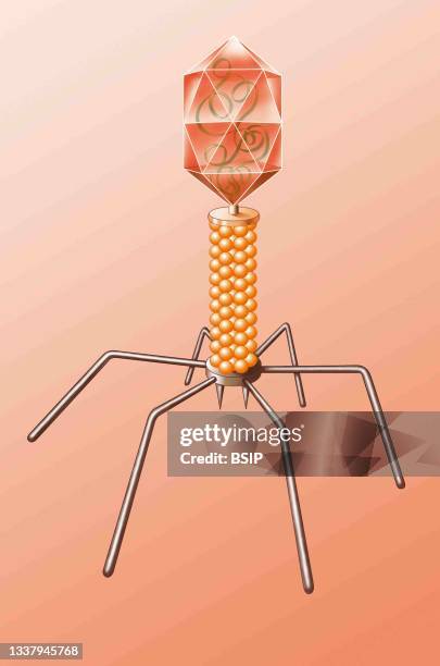 Bacteriophage. A bacteriophage is constituted of a proteic envelope , containing its nucleic acid , and a tail. The tail includes a collar and ending...