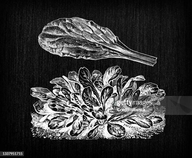 botany vegetables plants antique engraving illustration: corn salad - corn salad stock illustrations