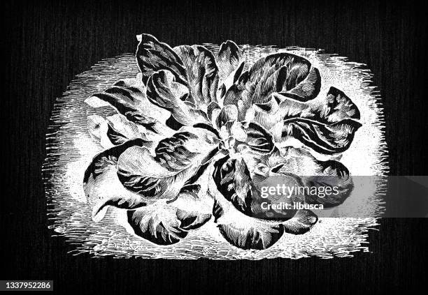 botany vegetables plants antique engraving illustration: corn salad - corn salad stock illustrations