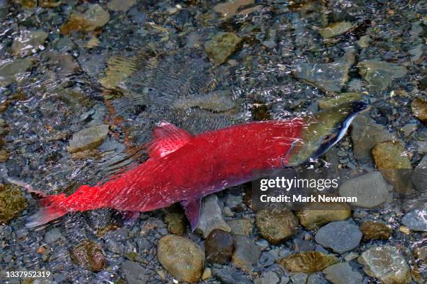 salmon spawning - deposizione di uova di pesce foto e immagini stock