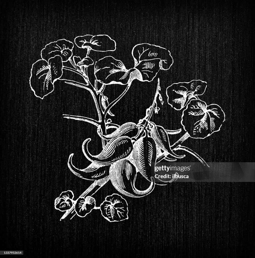 Botany vegetables plants antique engraving illustration: Proboscidea (devil's claw, devil's horn, ram's horn, unicorn plant)