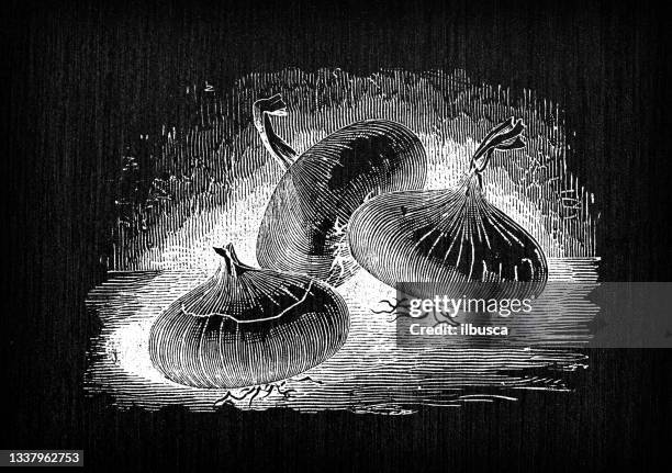 botany vegetables plants antique engraving illustration: paris onion - gardens of paris stock illustrations