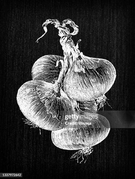 32 Spanish Onion Drawing Stock Photos High Res Pictures And Images 32-spanish-onion-drawing-stock-photos-high-res-pictures-and-images