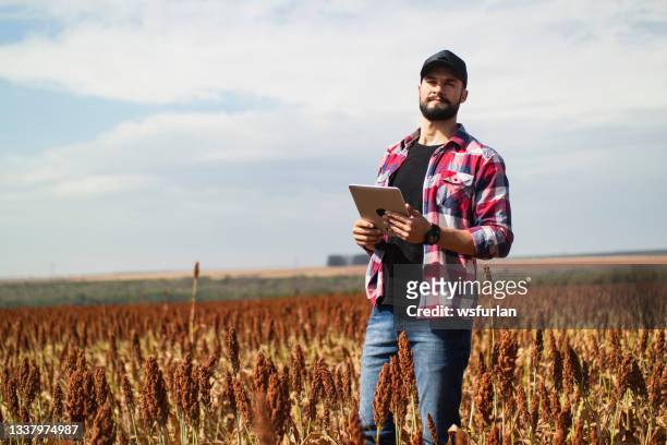 man in a sorghum plantation. researcher. - sorghum stock pictures, royalty-free photos & images