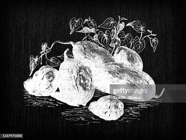 bildbanksillustrationer, clip art samt tecknat material och ikoner med botany vegetables plants antique engraving illustration: sweet potato malaga - malaga