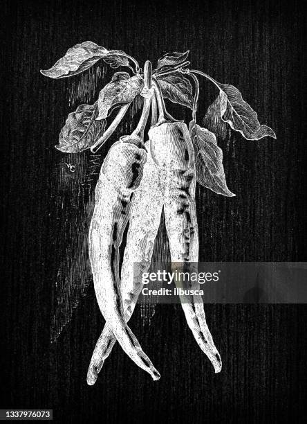 botany vegetables plants antique engraving illustration: cardinal peppers - pimento stock illustrations