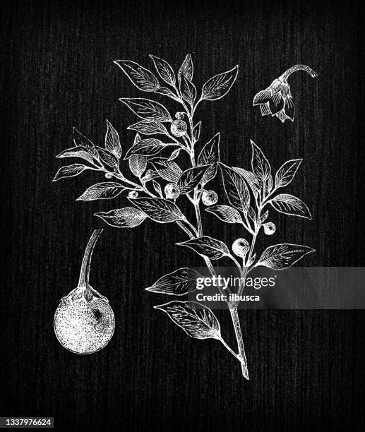 botany vegetables plants antique engraving illustration: cherry peppers - pimento stock illustrations