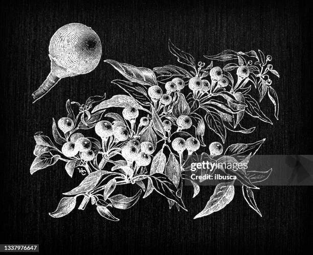 botany vegetables plants antique engraving illustration: cherry peppers - pimento stock illustrations