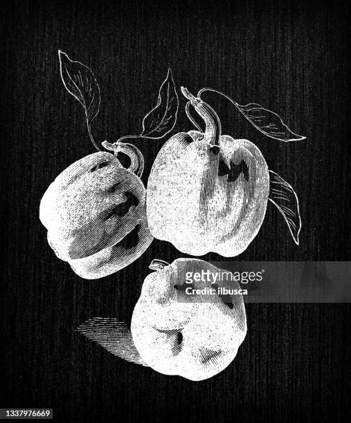 botany vegetables plants antique engraving illustration: peppers - pimento stock illustrations