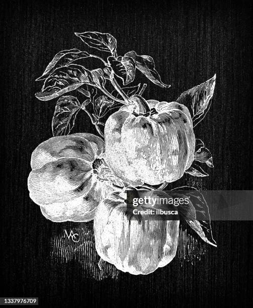 botany vegetables plants antique engraving illustration: peppers - pimento stock illustrations