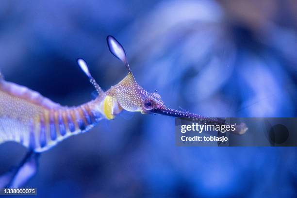 sea horse - yellow seahorse stock pictures, royalty-free photos & images