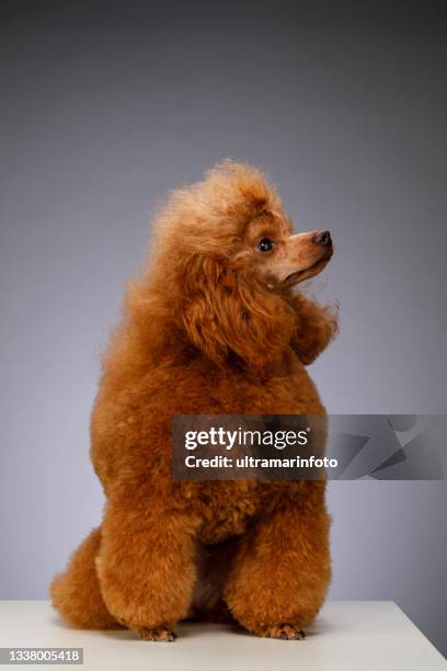 cute brown miniature poodle sitting on white wooden floor on gray background - miniature poodle stock pictures, royalty-free photos & images