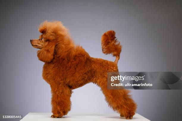 cute brown ( apricot )  miniature poodle  standing on white wooden table on gray background - poodle stockfoto's en -beelden