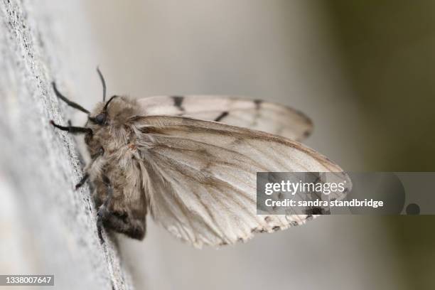 a gypsy moth, lymantria dispar, perched on a dead tree. - white moth stock-fotos und bilder