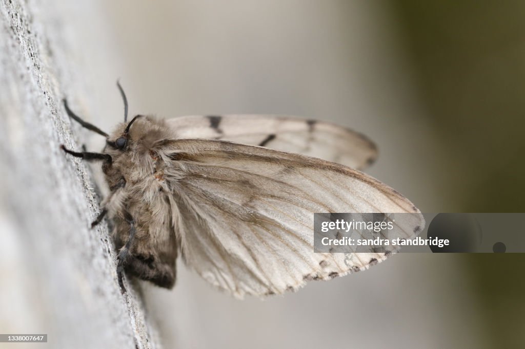 A Gypsy Moth, Lymantria dispar, perched on a dead tree.