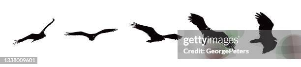 stockillustraties, clipart, cartoons en iconen met sequential series vector of turkey vultures flying - sequential series