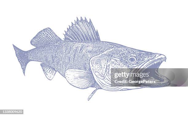 walleye - animal fin stock illustrations