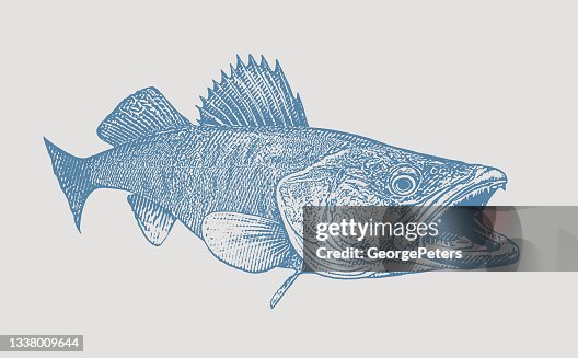 Walleye Walleye