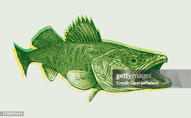 198 Walleye High Res Vector Graphics - Getty Images