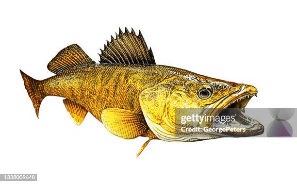 walleye - pike stock illustrations