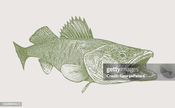 walleye - walleye stock illustrations