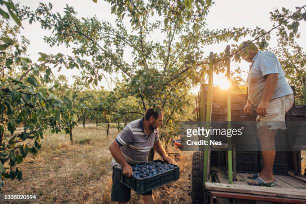 transport von frischem obst - fruit laden trees stock-fotos und bilder