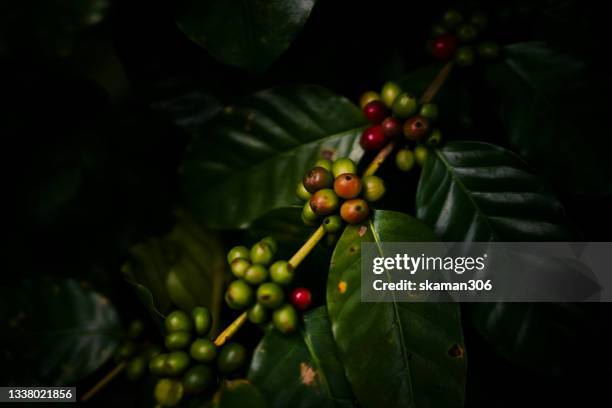 close up  red and green cherries raw arabica coffee  green bean and high contrast and darken background - bean sprouting stock pictures, royalty-free photos & images