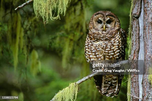northern spotted owl in old-growth forest; willamette national forest, cascade mountains, oregon, usa. - ニシアメリカフクロウ ストックフォトと画像