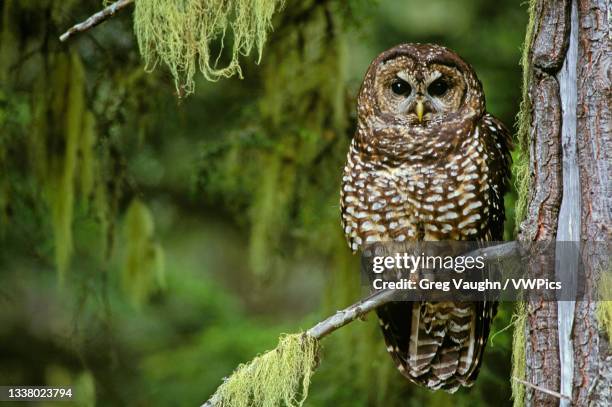 northern spotted owl in old-growth forest; willamette national forest, cascade mountains, oregon, usa. - spotted owl bildbanksfoton och bilder