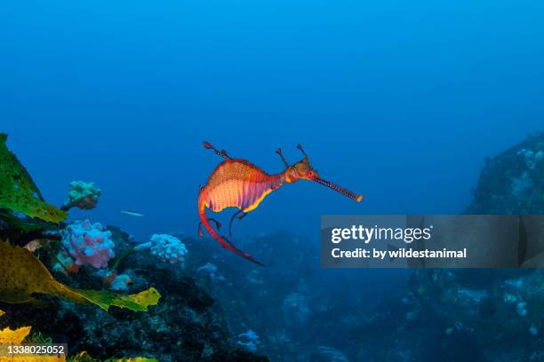 weedy sea dragon, bowen island, jervis bay, nsw, australia. - threatened species stock pictures, royalty-free photos & images
