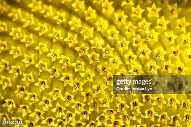 sunflower extreme close up - echinoderm stockfoto's en -beelden