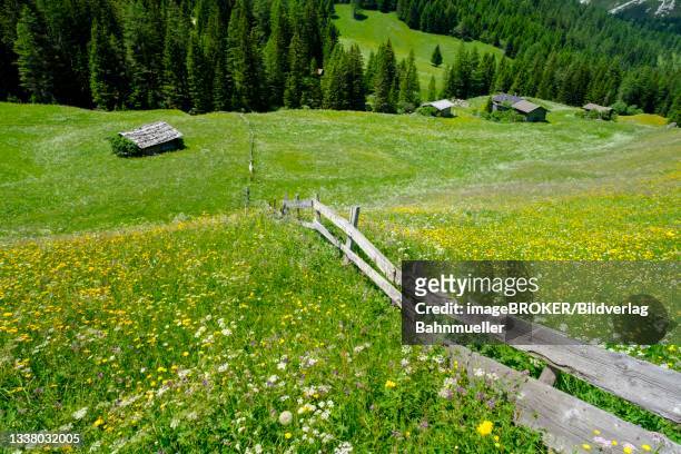 alpine meadows of the oberreinsalm, near obernberg am brenner, obernberger tal, tyrol, austria - stubaital stock pictures, royalty-free photos & images