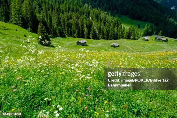 alpine meadows of the oberreinsalm, near obernberg am brenner, obernberger tal, tyrol, austria - stubaital stock pictures, royalty-free photos & images