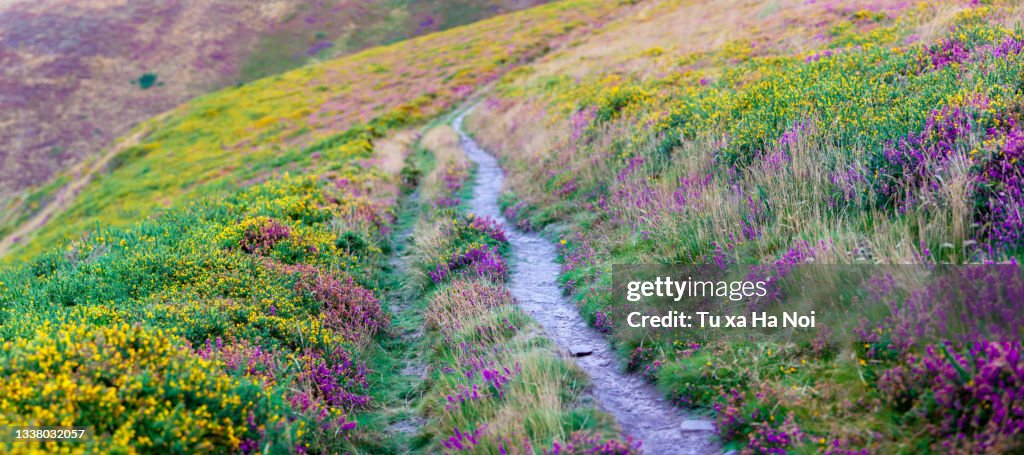 Exmoor picturesque heather covered hills late August