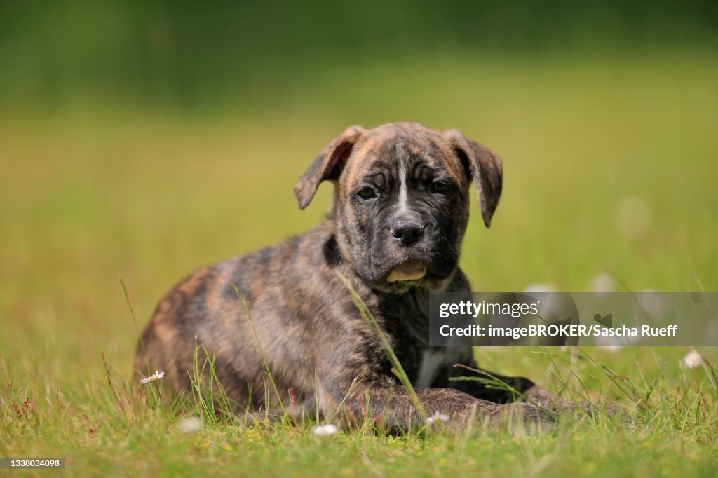 Cane Corso Boxer mix Domestic dog (Canis lupus familiaris), puppy lying in the grass, Rhineland-Palatinate, Germany