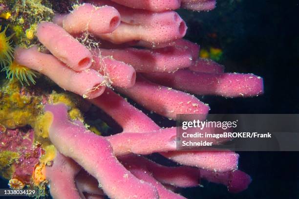 pink cylinder sponge (haliclona mediterranea), mediterranean sea, capo d'orso, sardinia, italy - spongia stock pictures, royalty-free photos & images