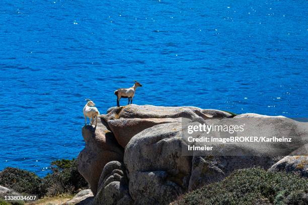 domestic goats (capra aegagrus hircus) standing on a boulder at capo testa, santa teresa di gallura, sardinia, italy - testa di animale - fotografias e filmes do acervo