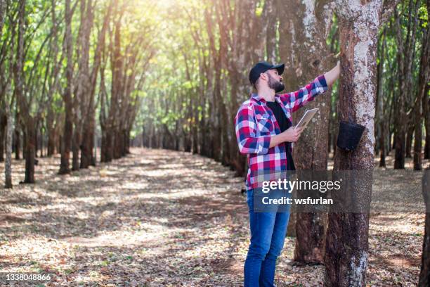 man in a rubber tree plantation. researcher. - gummiträd bildbanksfoton och bilder