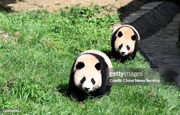 Panda Mid Fall Panda Autumn Photos and Premium High Res Pictures - Getty Images