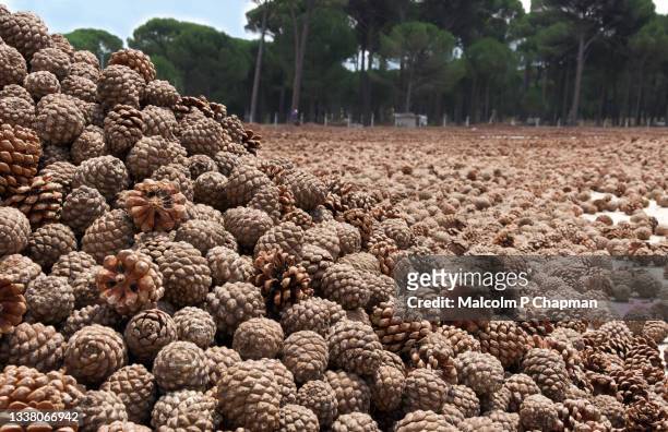 pine nut production near asagicuma, bergama, turkey - pine cones drying - bergama 個照片及圖片檔