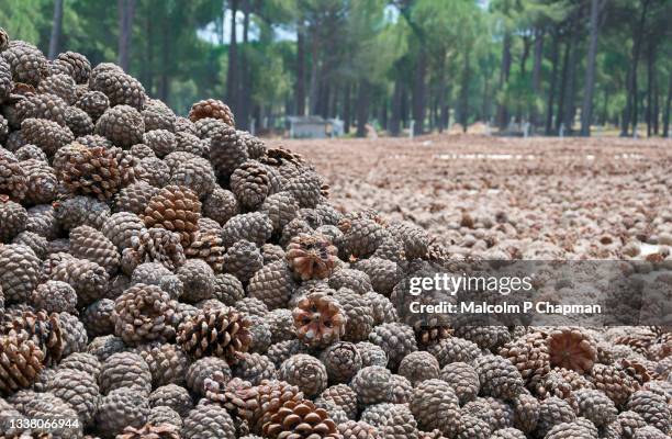 pine nut production near asagicuma, bergama, turkey - pine cones drying - pijnboompit stockfoto's en -beelden