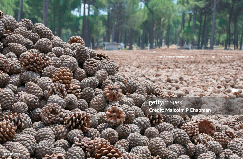 Pine Nut production near Asagicuma, Bergama, Turkey - Pine cones drying