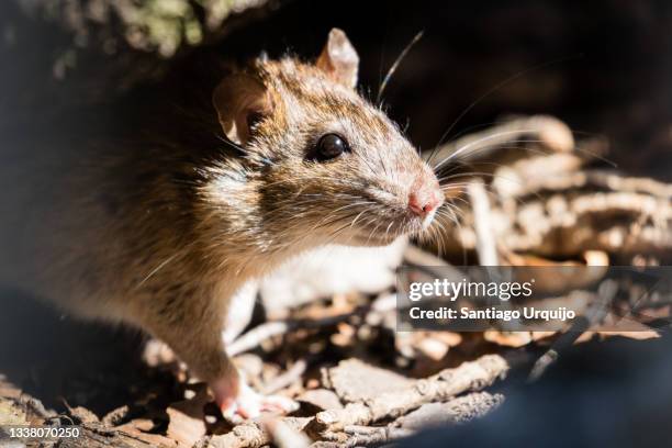 black rat (rattus rattus) emerging from its nest - mouse animal stock pictures, royalty-free photos & images