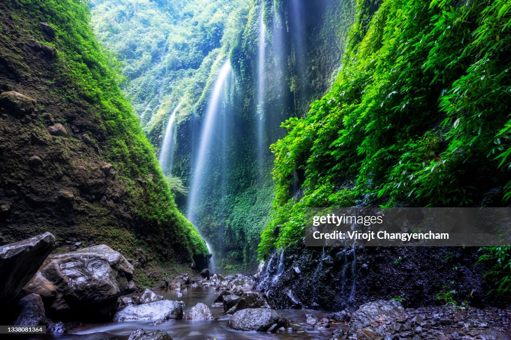 East Java Rainforest Tropical Rainforest At Madakaripura Waterfall East Java Indonesia High ...