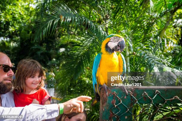 family has an encounter with an exotic bird, blue and gold macaw - exoticism stock pictures, royalty-free photos & images