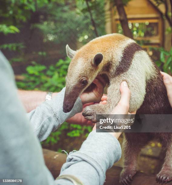 ameisenbär begegnung - ameisenbär stock-fotos und bilder