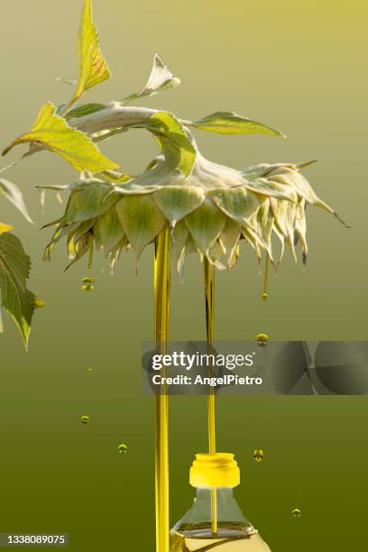 a mature sunflower plant distils small jets of oil - a metaphor for agri-food production - girasol común fotografías e imágenes de stock