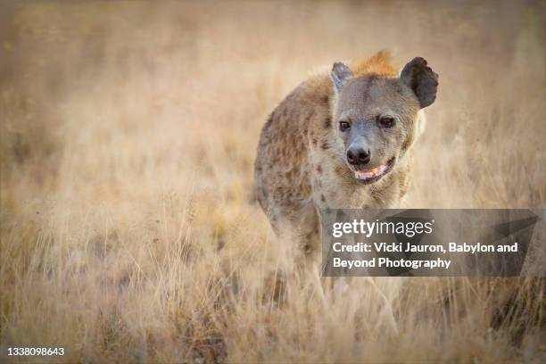 cute portrait of a hyena in golden light and grass at amobseli, kenya - hyena bildbanksfoton och bilder